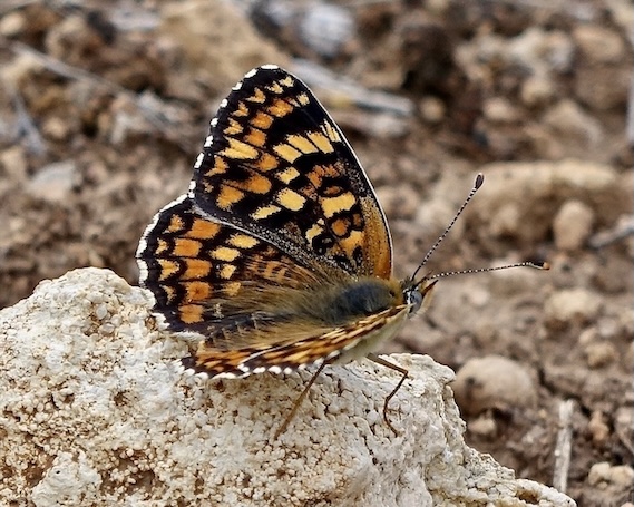 knapweed fritillary